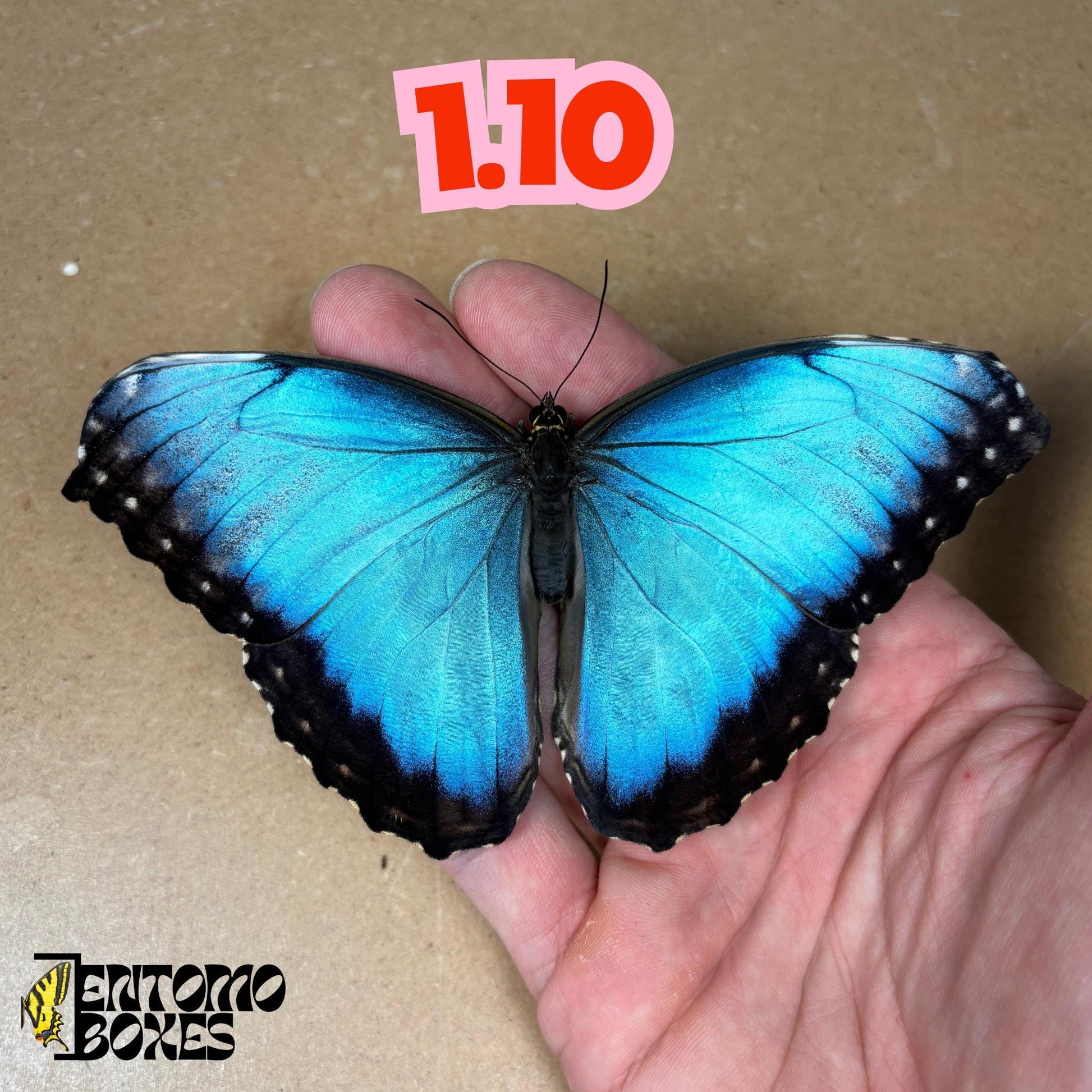 DEFECTED blue morpho papered dry tropical butterfly from South America insect for preparation