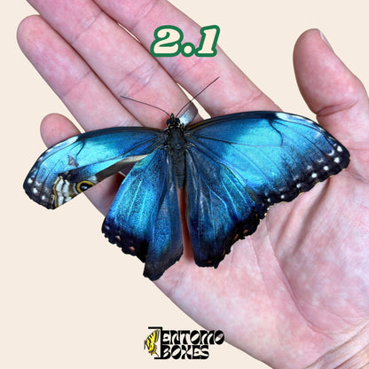 DEFECTED blue morpho papered dry tropical butterfly from South America insect for preparation