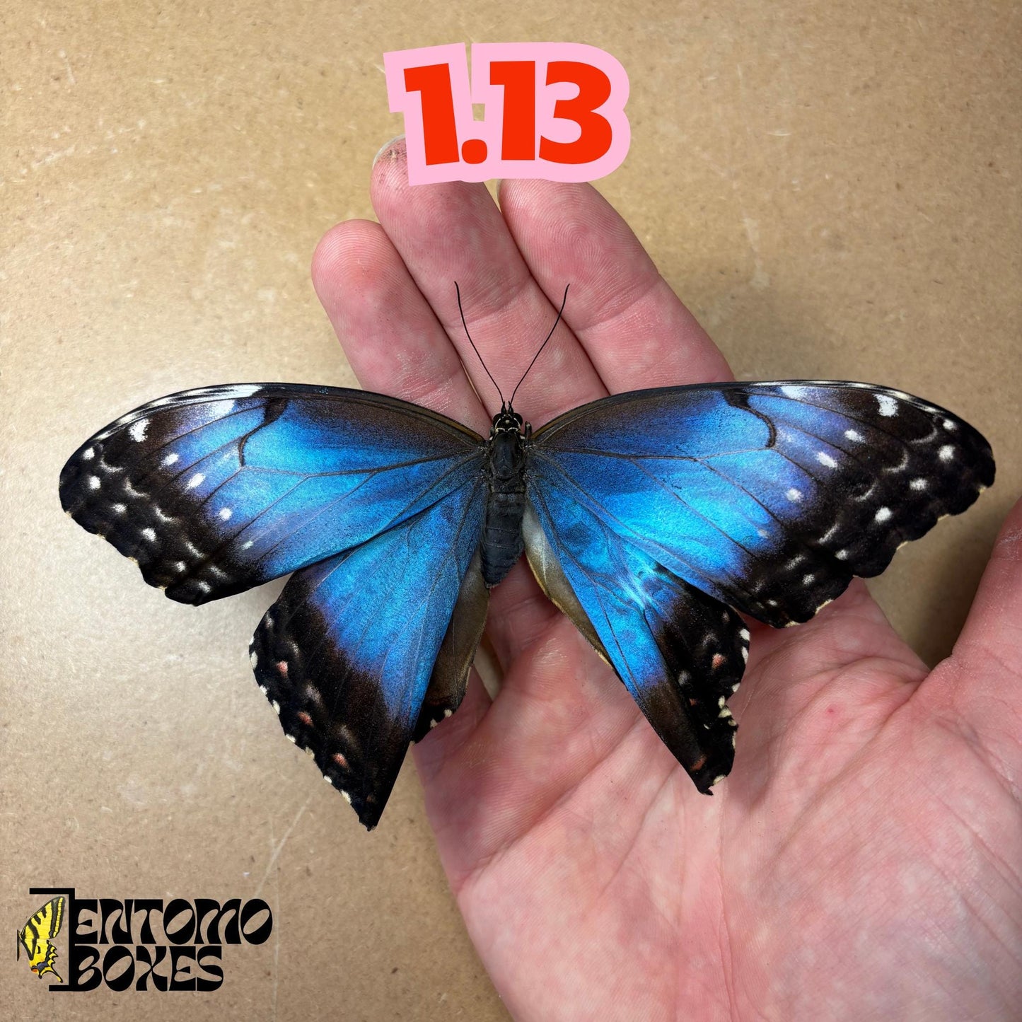 DEFECTED blue morpho papered dry tropical butterfly from South America insect for preparation