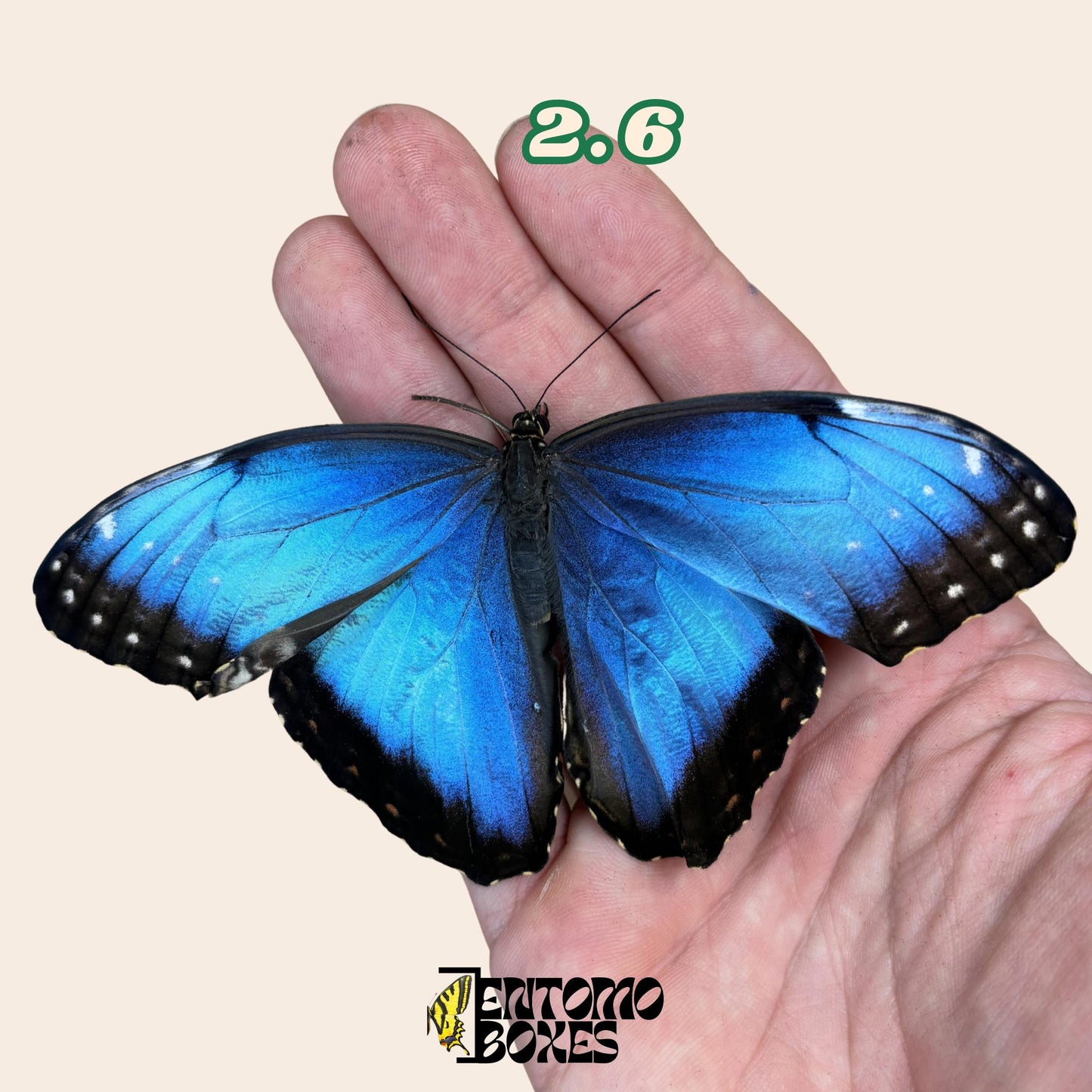 DEFECTED blue morpho papered dry tropical butterfly from South America insect for preparation