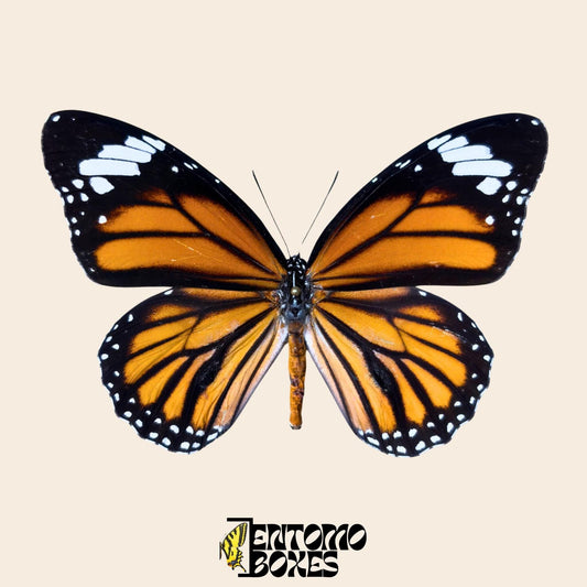 danaus genutia pinned specimen