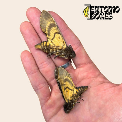 acherontia atropos with closed wings