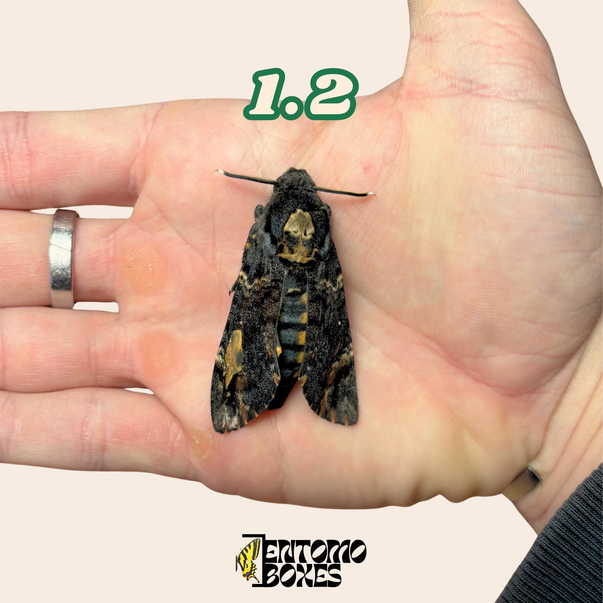 Death head Hawkmoth Specimen Acherontia Atropos Entomology Taxidermy Skull