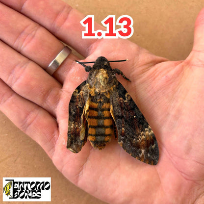 Death head Hawkmoth Specimen Acherontia Atropos Entomology Taxidermy Skull