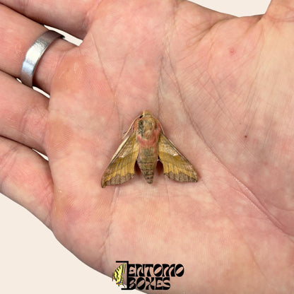 Deilephila porcellus the small elephant hawk-moth on hand __etsy:8089055816