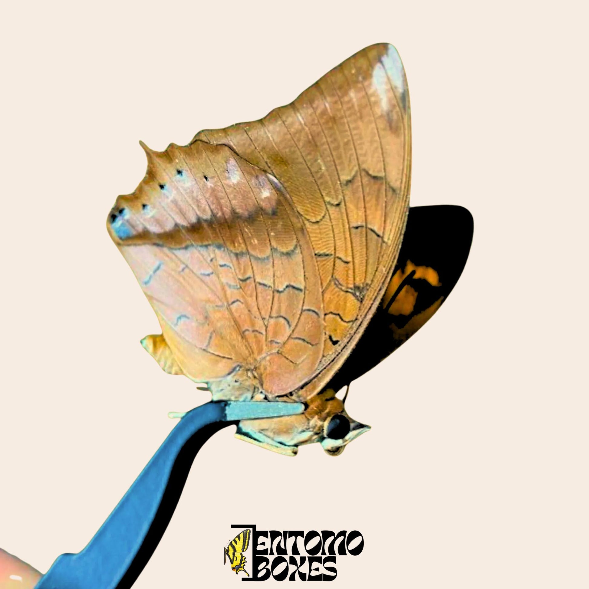 hard tip butterfly tweezers