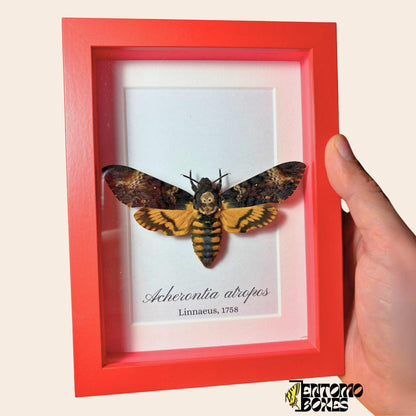 acherontia atropos in red frame