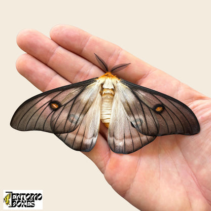 ghostly silkmoth male __etsy:7439052917
