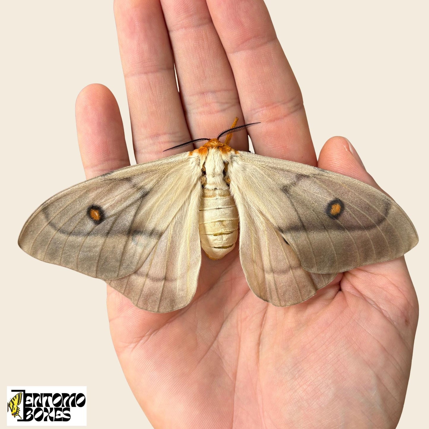 ghostly silkmoth female __etsy:7391143480