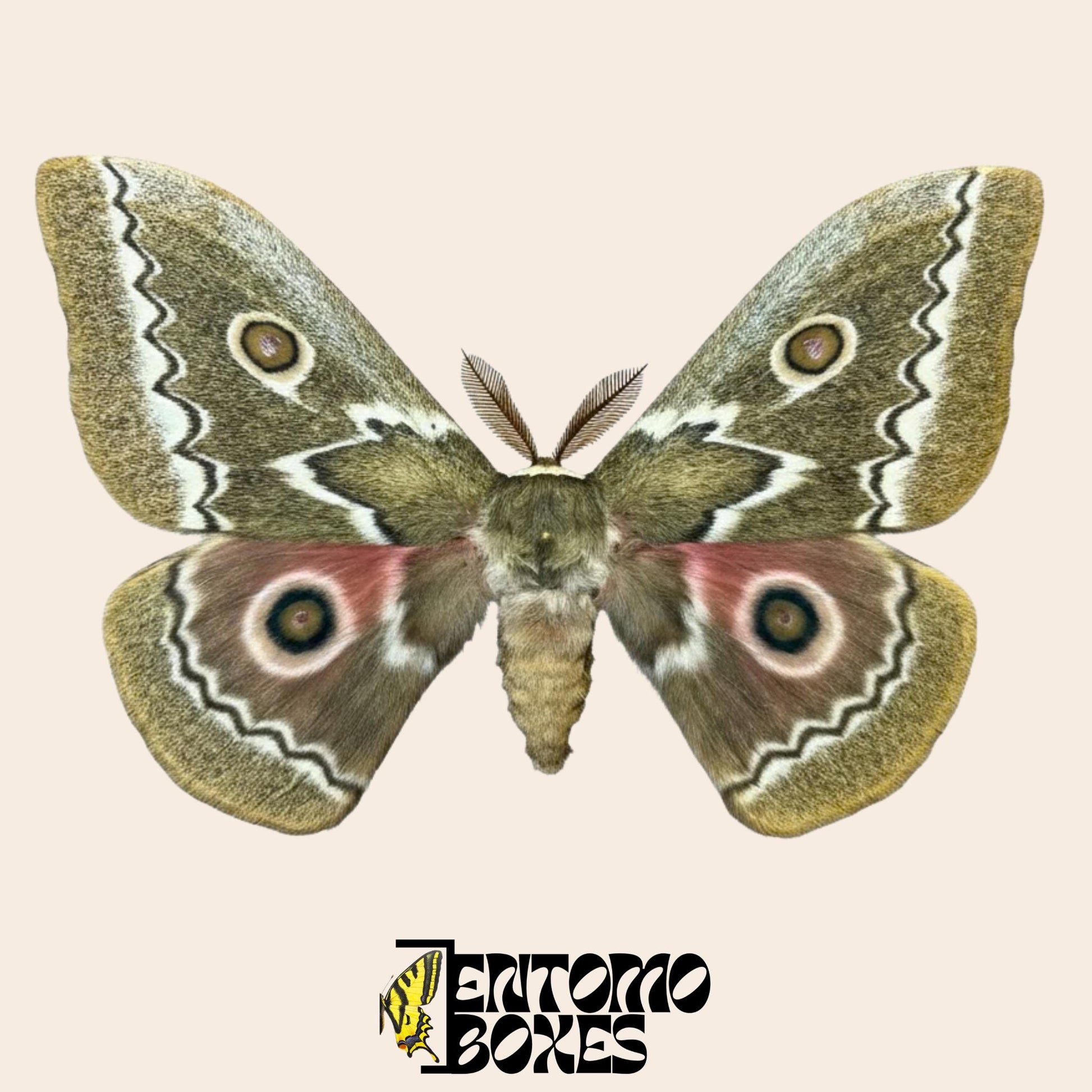 Gonimbrasia tyrrhea pinned male