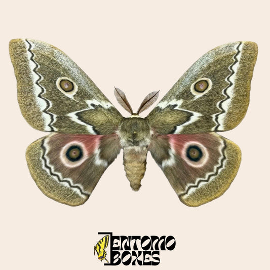 Gonimbrasia tyrrhea pinned male