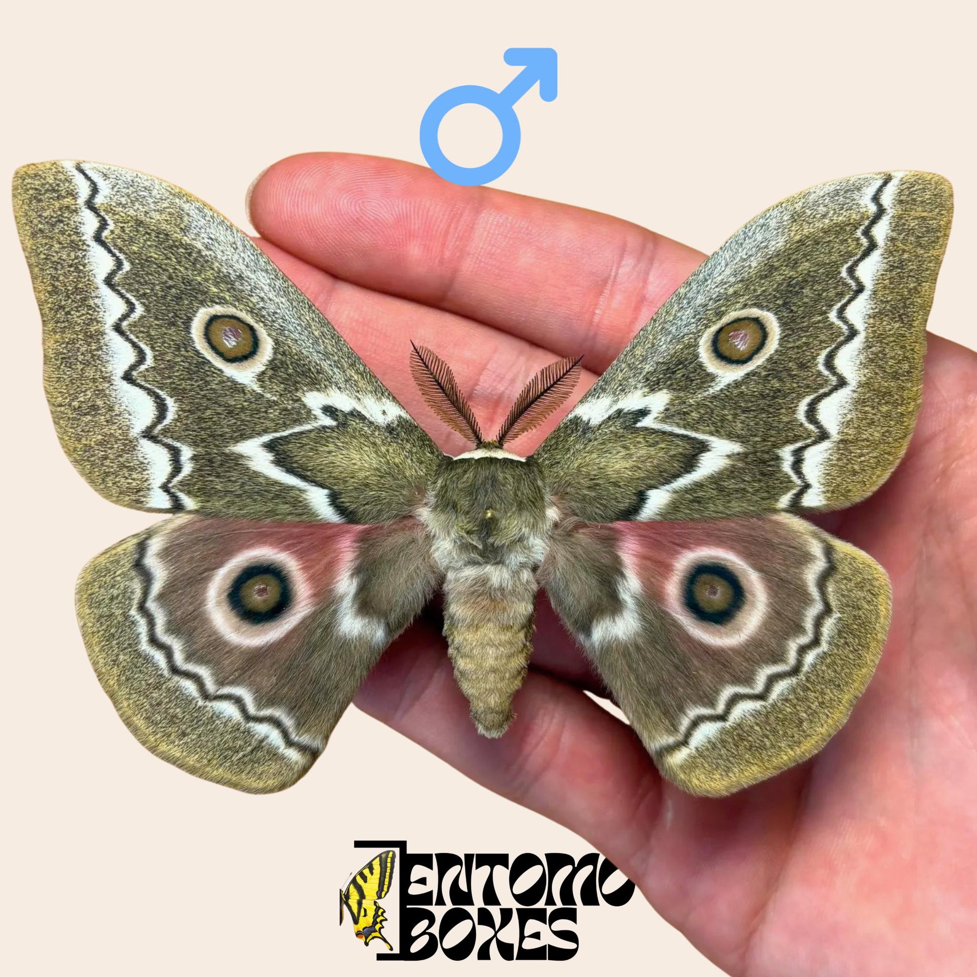 Gonimbrasia tyrrhea pinned male