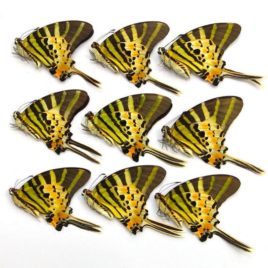 the five-bar swordtail