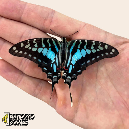Graphium policenes blue female butterfly