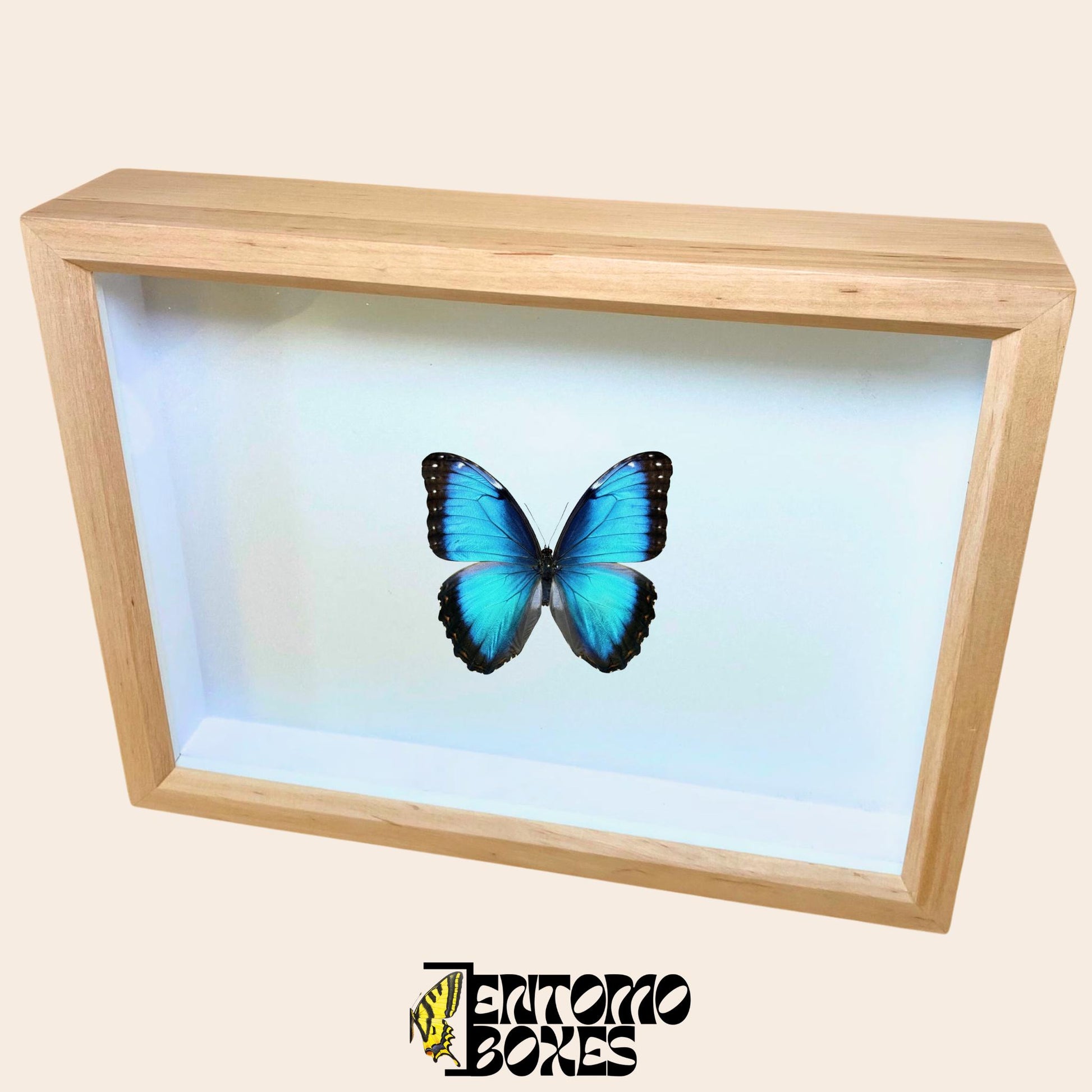 wooden insect collection box