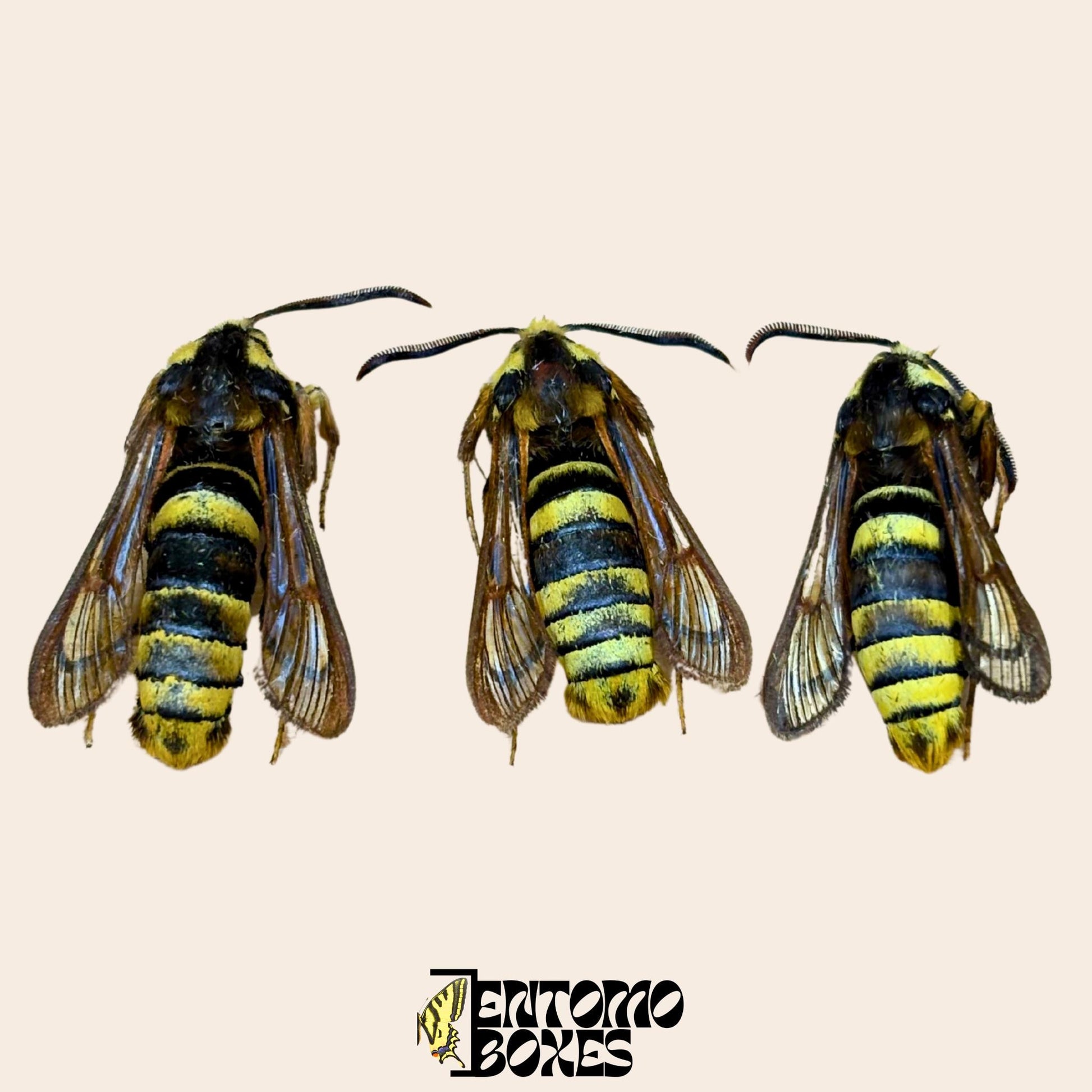 sesia apiformis male specimens __etsy:8202805851