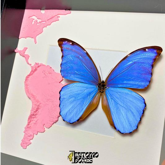 morpho didius tropical butterfly in frame with 3D printed map of south america