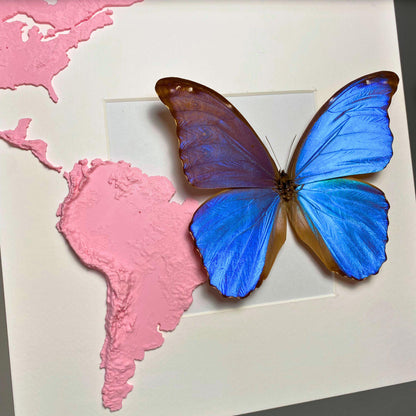 morpho didius tropical butterfly in frame with 3D printed map of south america