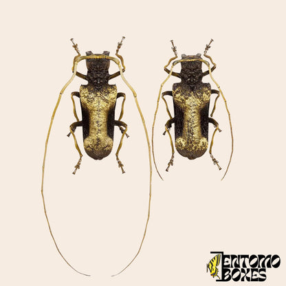 Petrognatha gigas pair