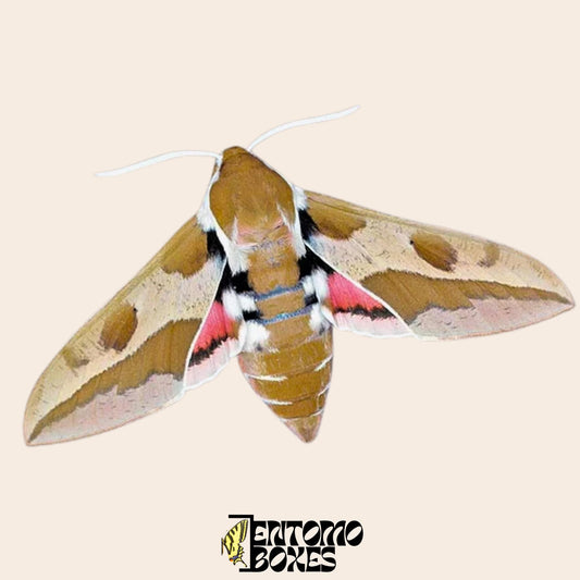 hyles euphorbiae spécimen spécimen étalé, provenant durablement d'EntomoBoxes