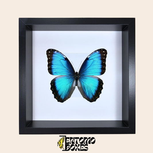 shadow box for insects