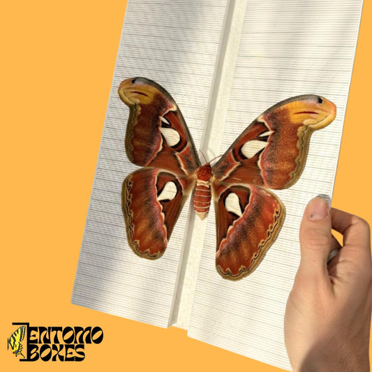 large moth pinning board with grid sticker