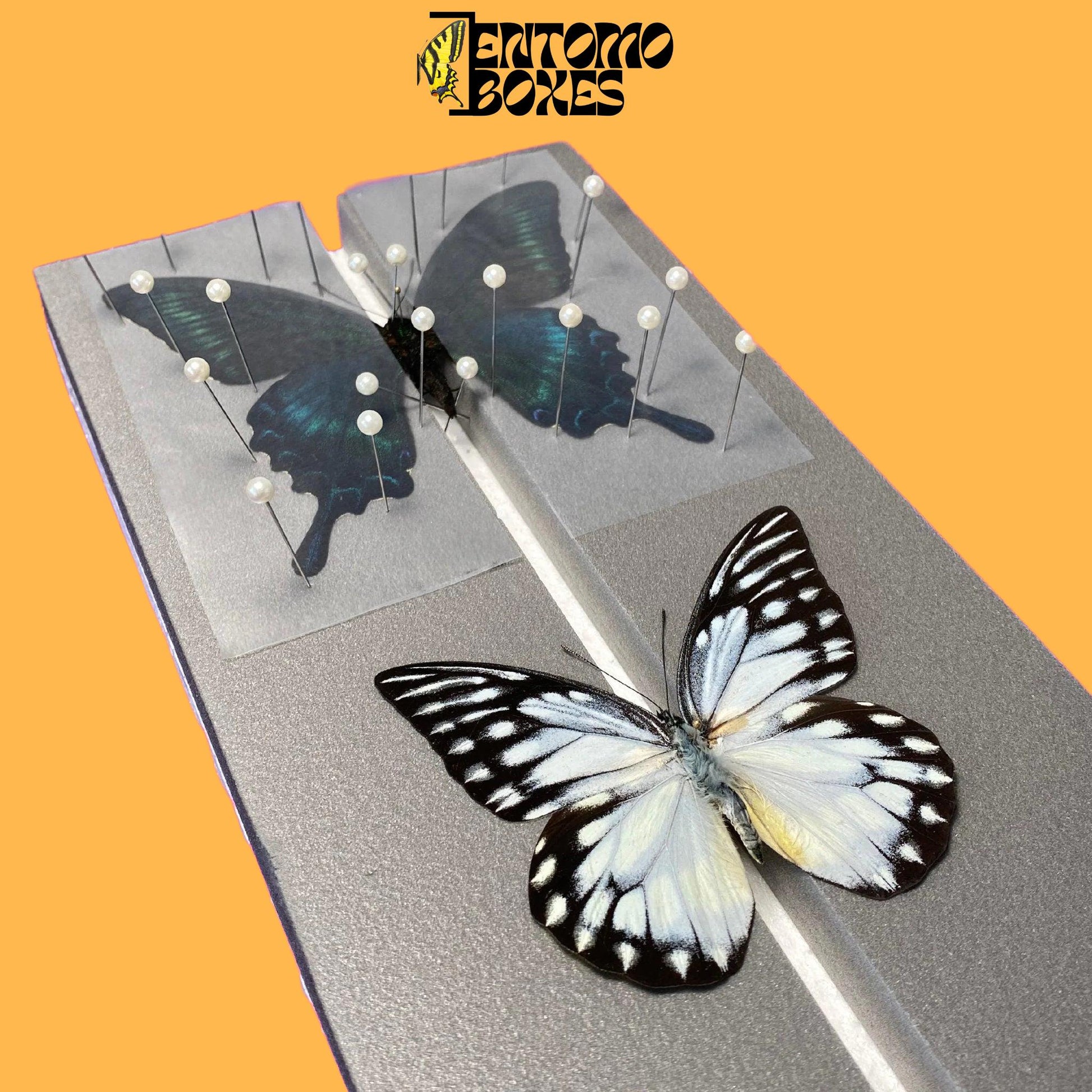two butterflies on flat pinning board from entomoboxes
