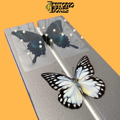 two butterflies on flat pinning board from entomoboxes