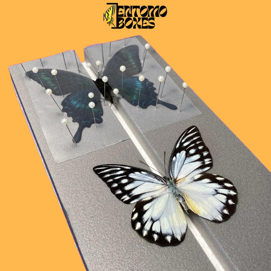 two butterflies on flat pinning board from entomoboxes
