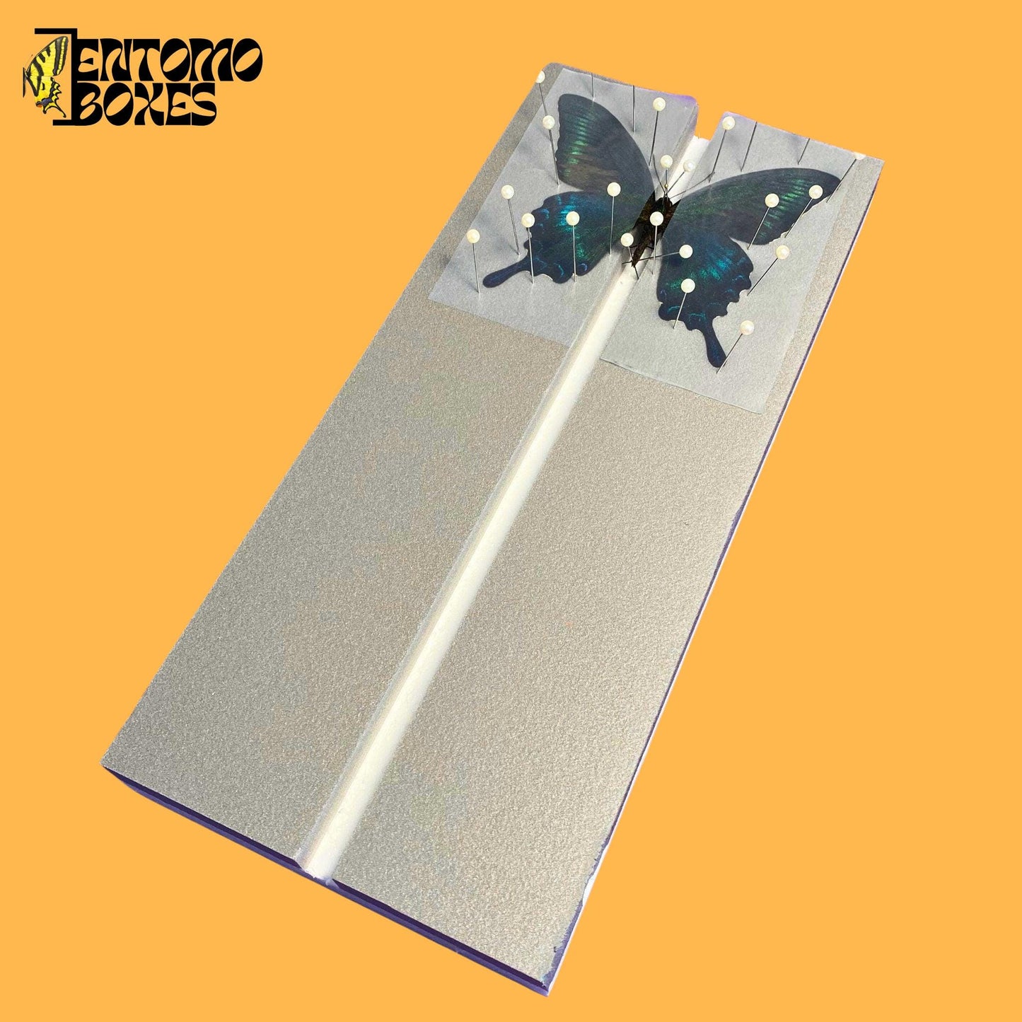 papilio maackii on flat butterfly pinning board from entomoboxes