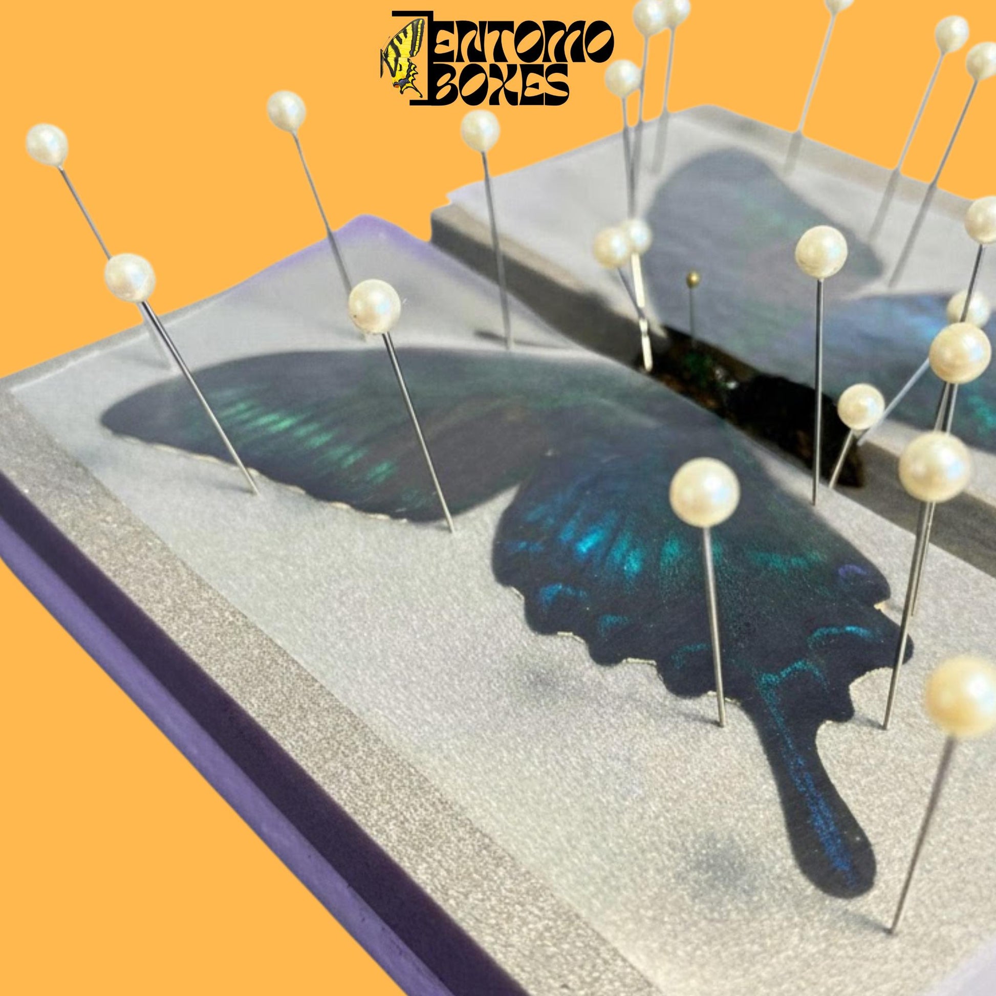 papilio maackii on flat butterfly pinning board from entomoboxes