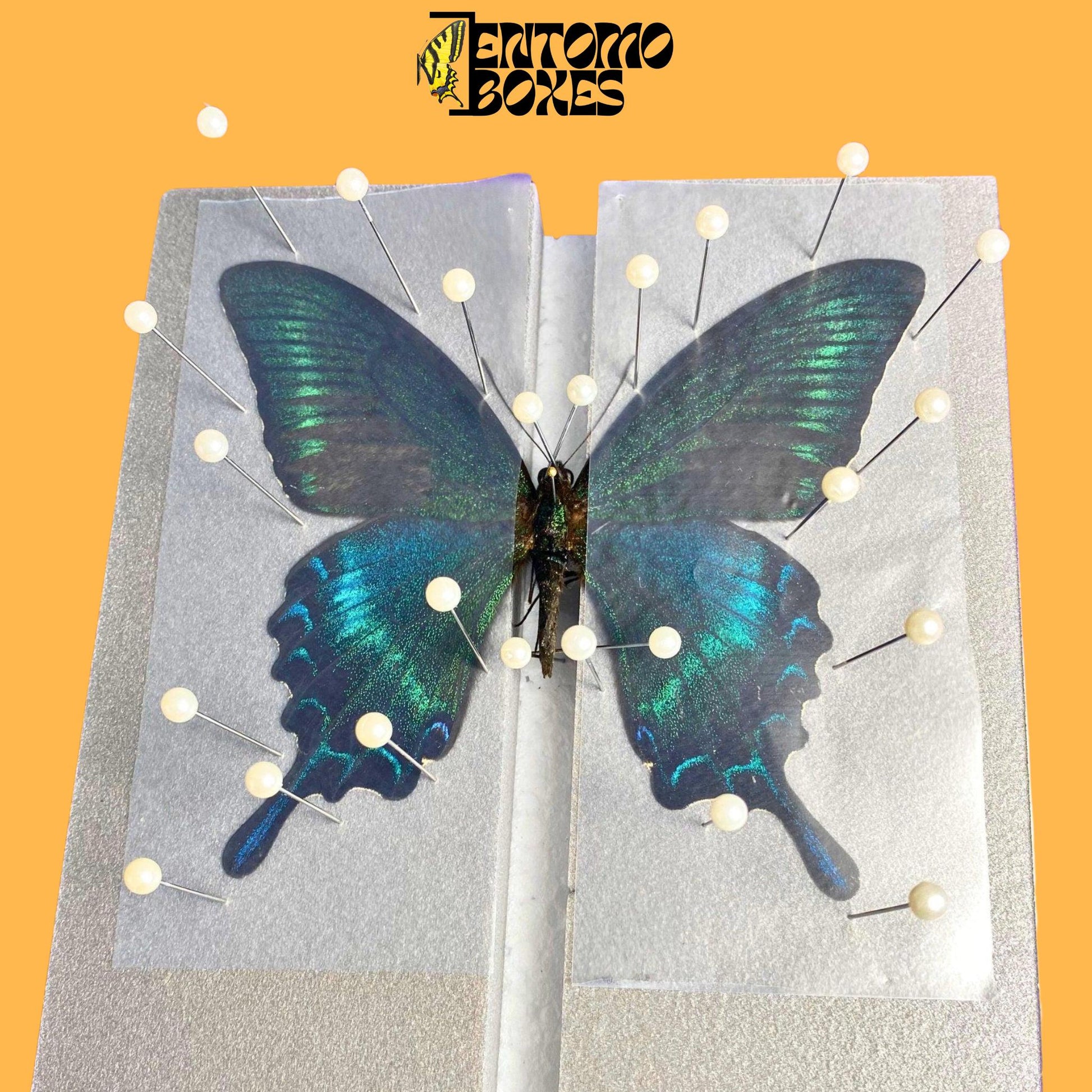 papilio maackii on flat butterfly pinning board from entomoboxes