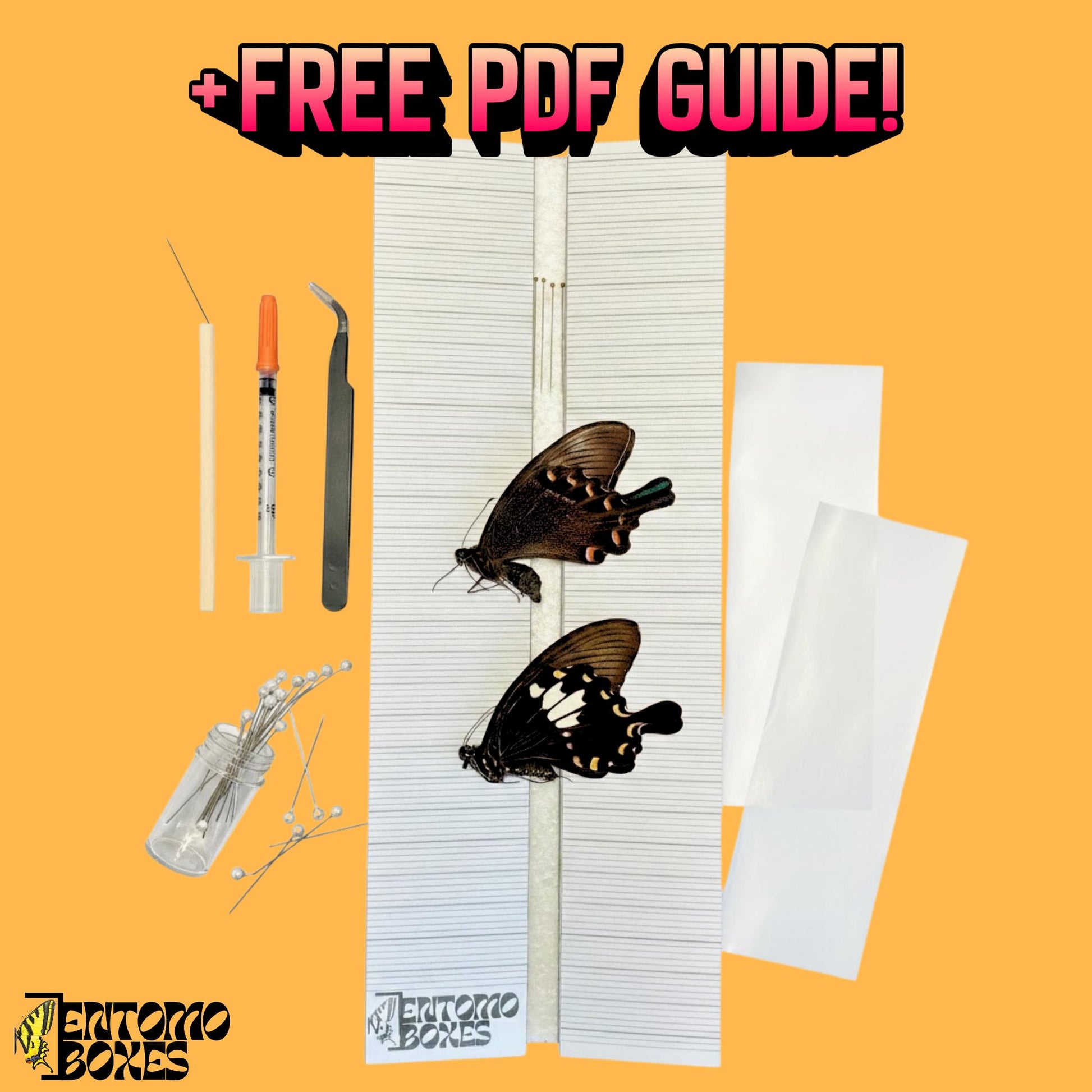 entry level butterfly collection starting kit