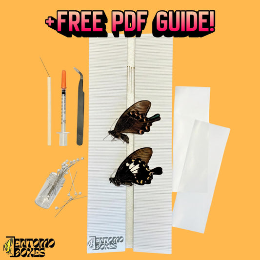 entry level butterfly collection starting kit