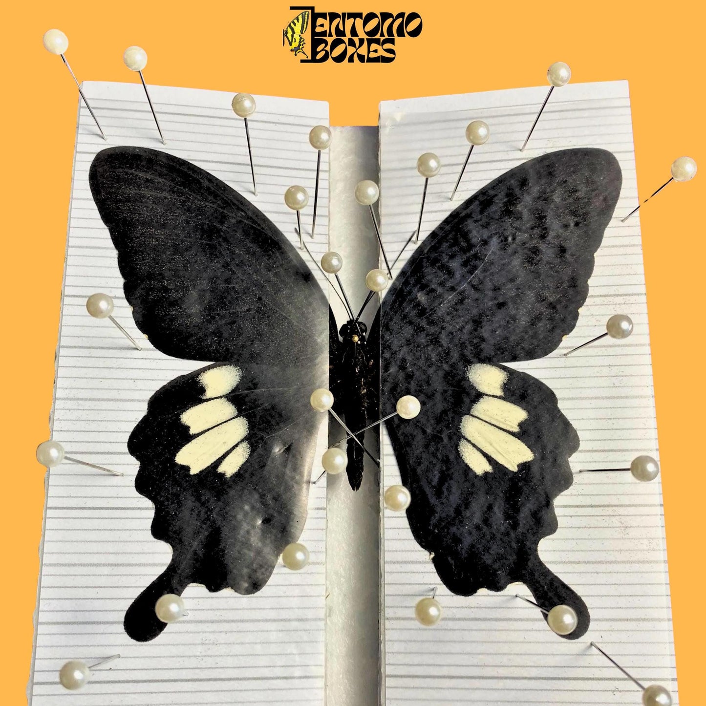 papilio helenus on pinning board