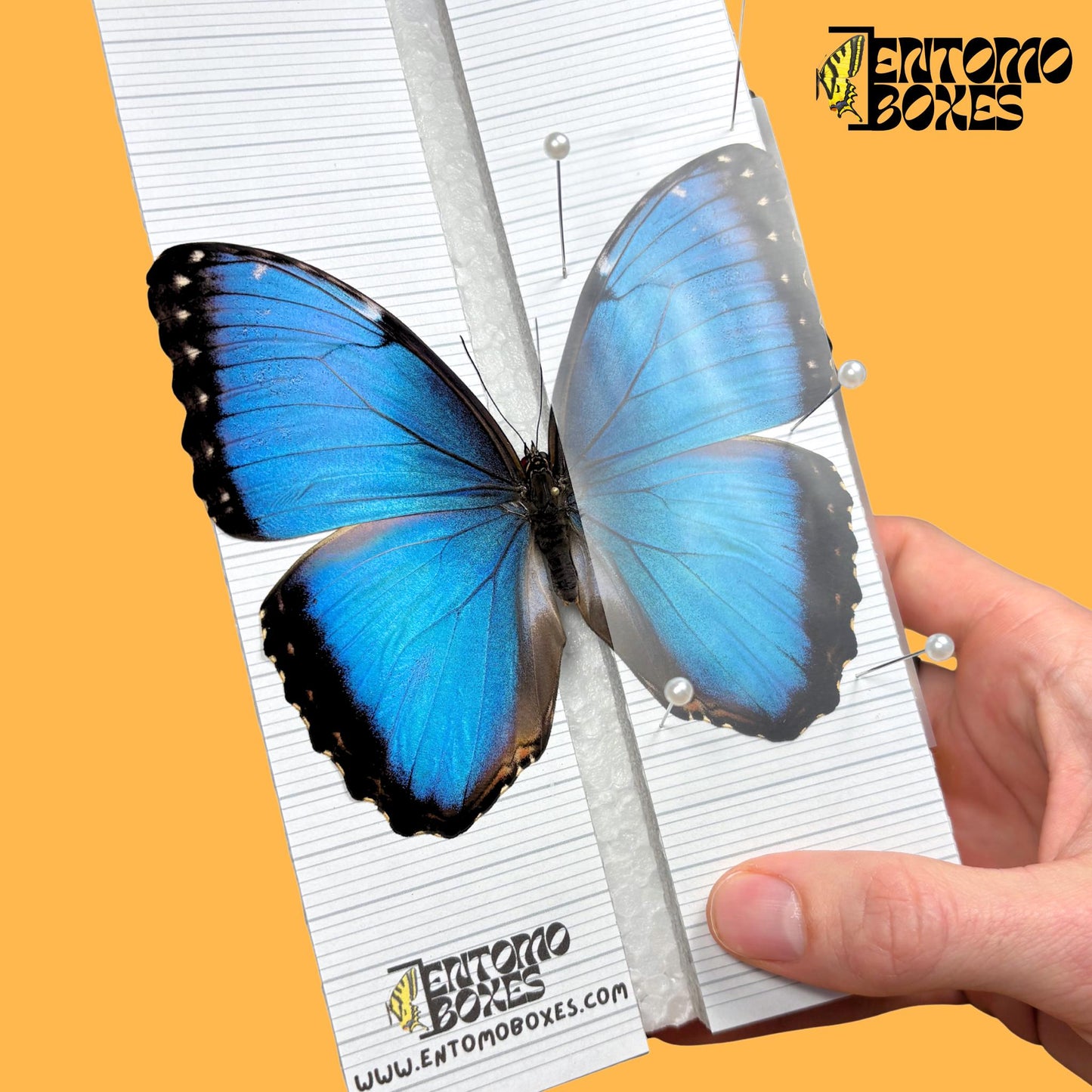 MINI Butterfly collection starting kit with complete guide entomology collection taxidermy insect bugs set