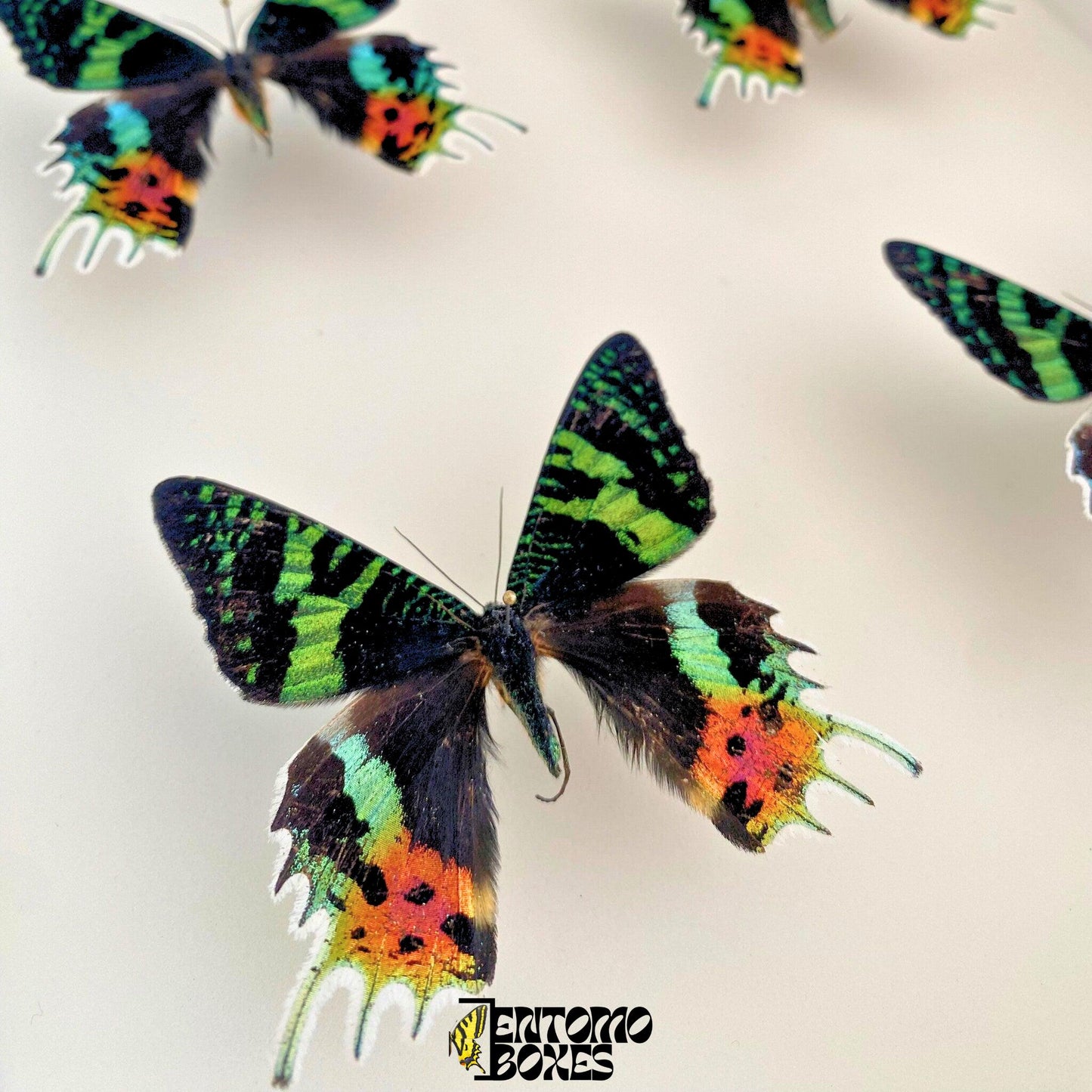 pinned Madagascan Sunset Moths (Urania ripheus)