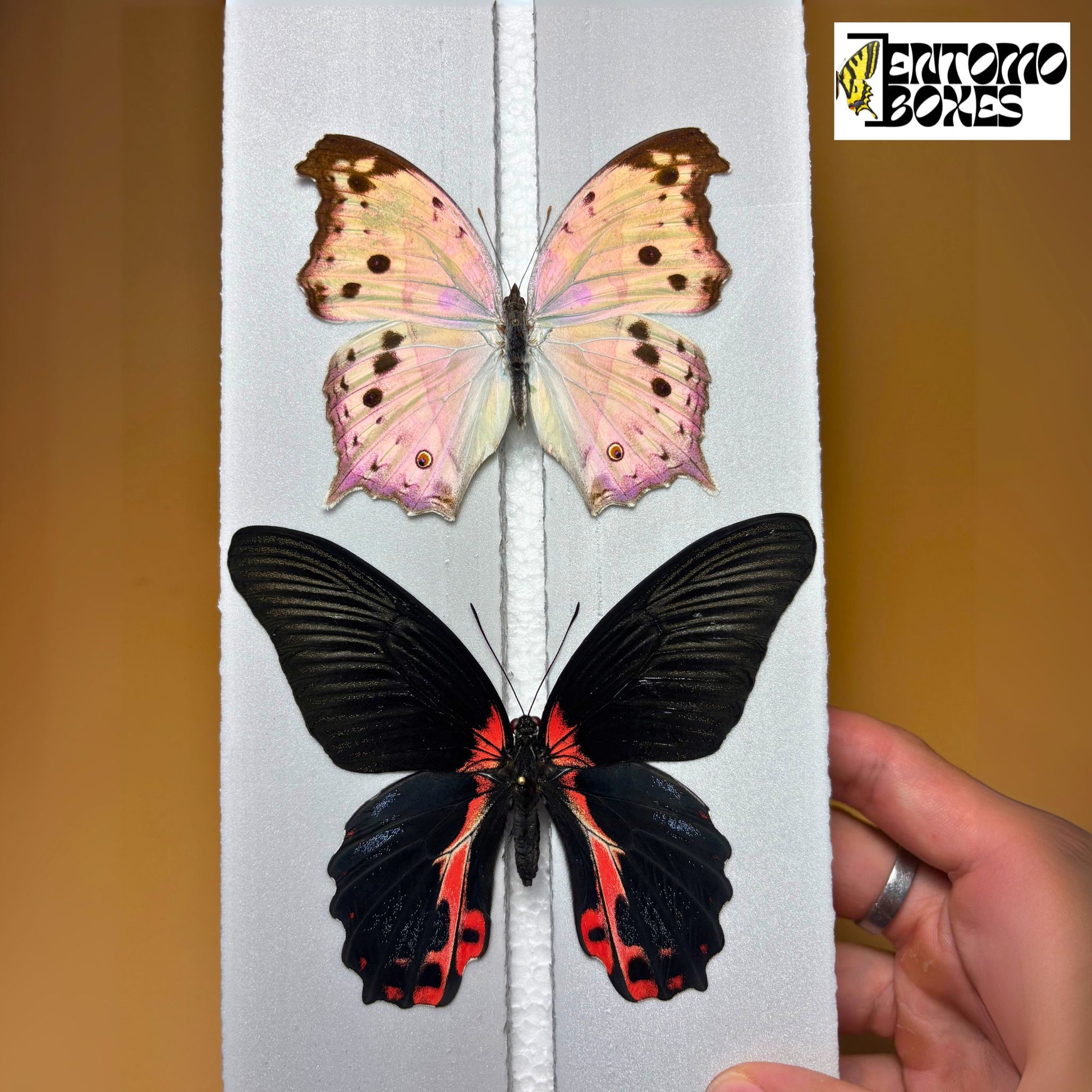 cheap foam butterfly pinning board