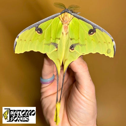 argema mimosae for sale