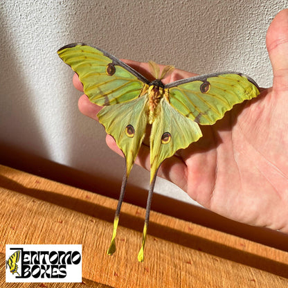 Cocons de papillon lune africain