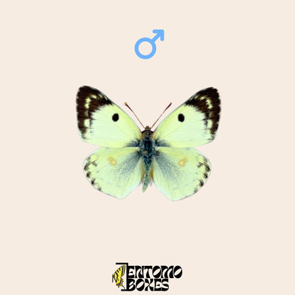 pinned colias hyale male