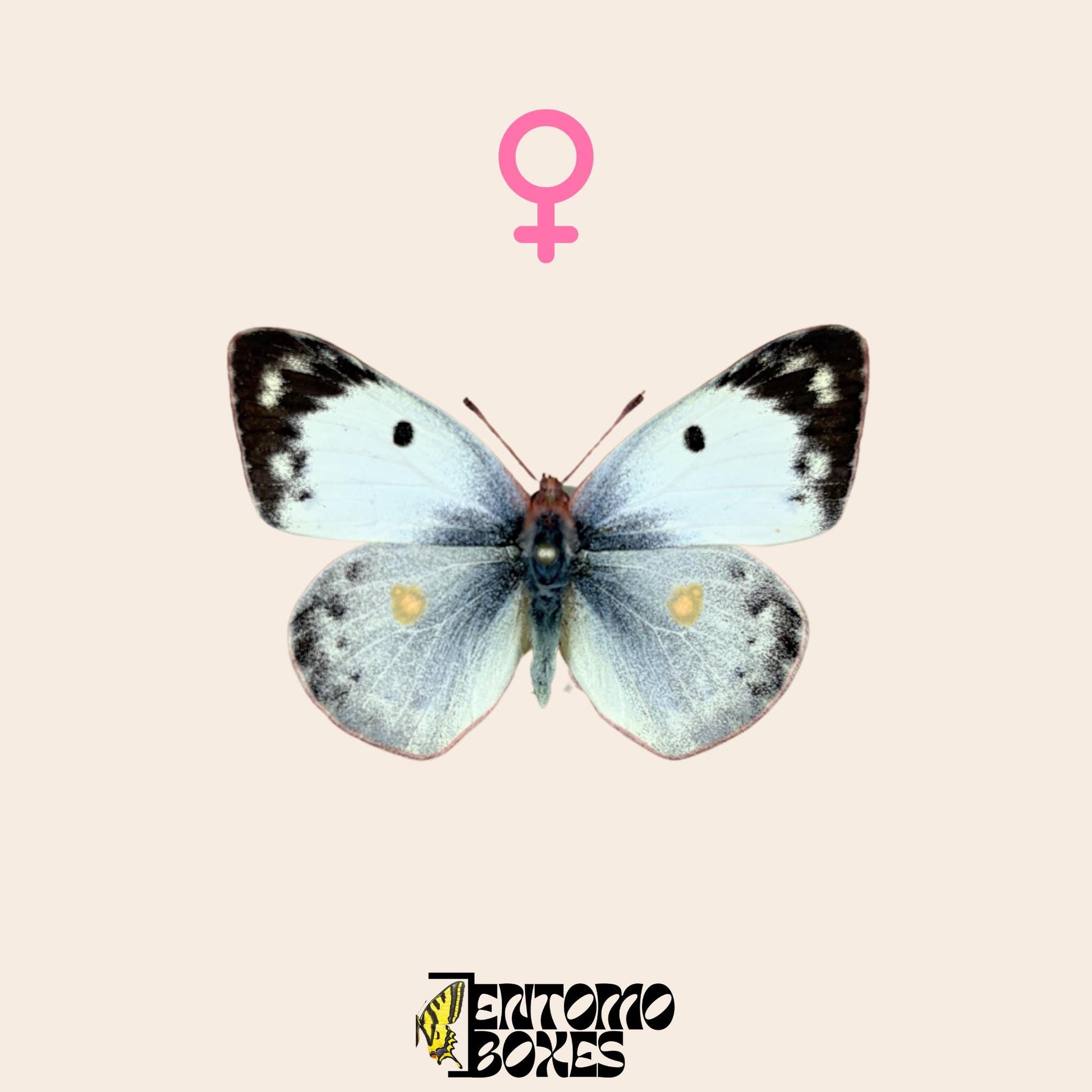 pinned colias hyale female