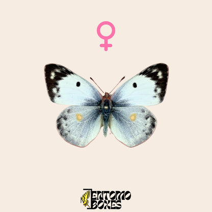 pinned colias hyale female