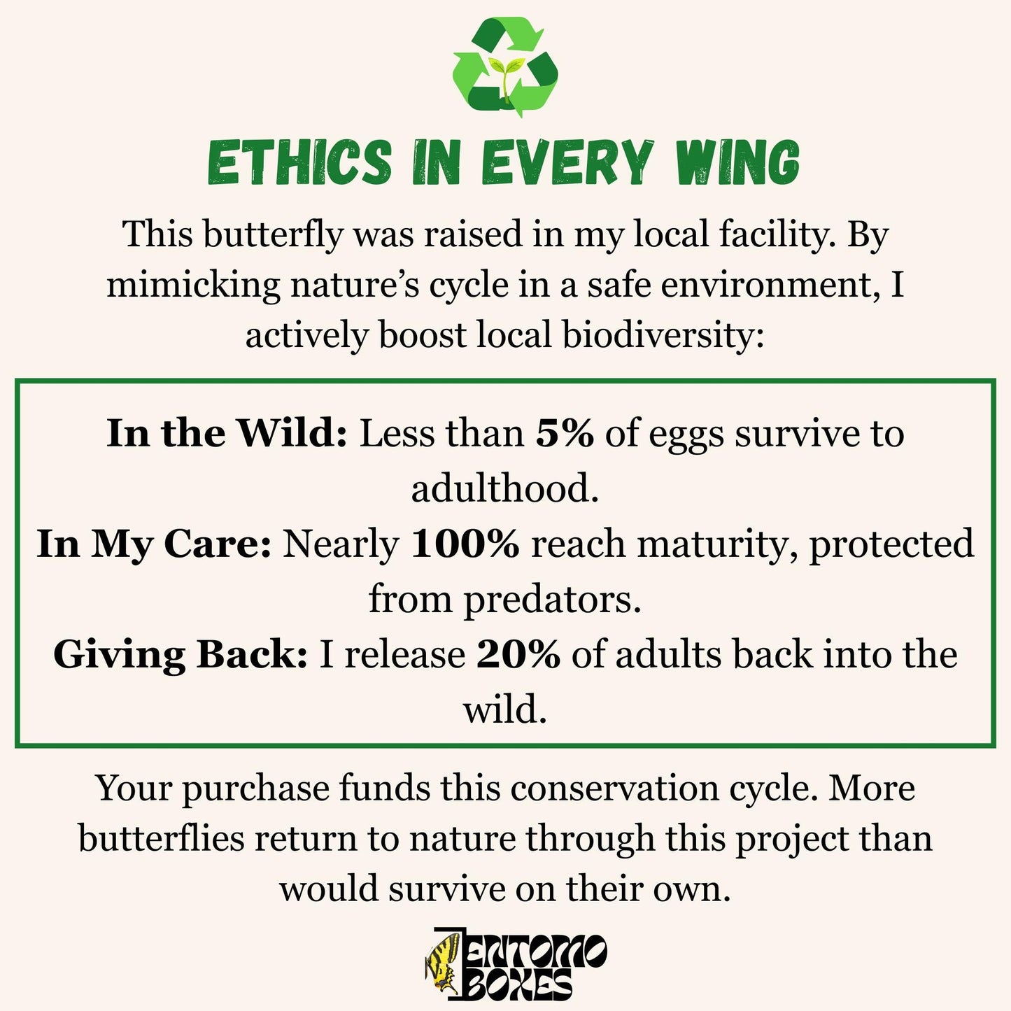 Pale Clouded yellow Colias hyale butterfly on a pin entomology taxidermy