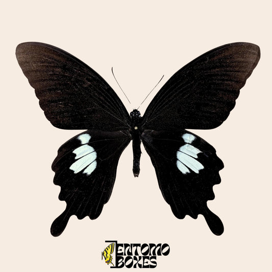 Papilio helenus butterfly on pin