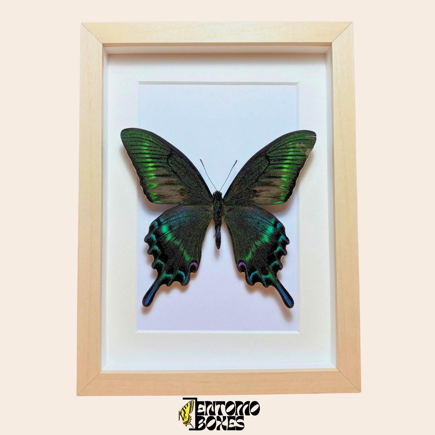 papilio maackii in light wood frame