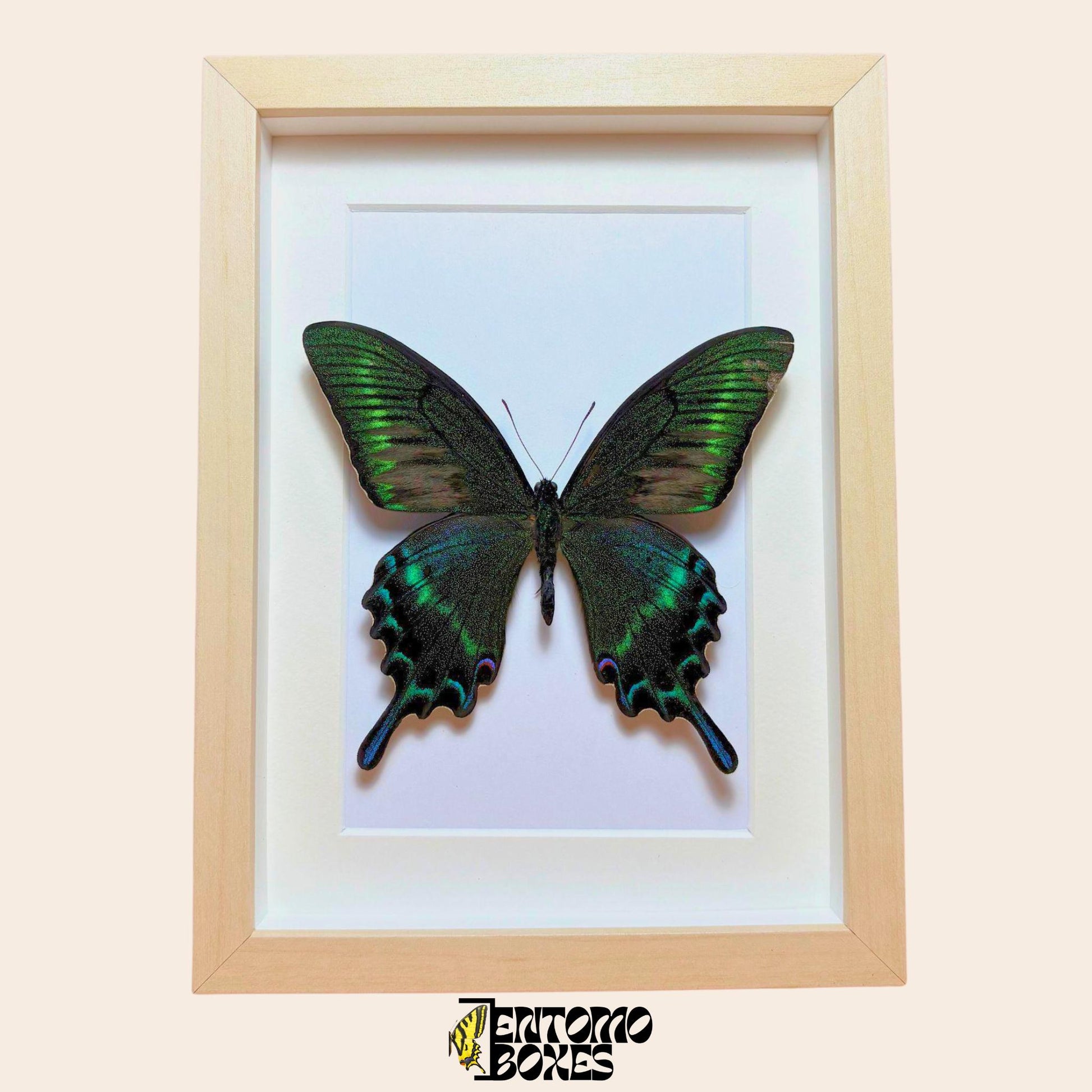 papilio maackii in light wood frame