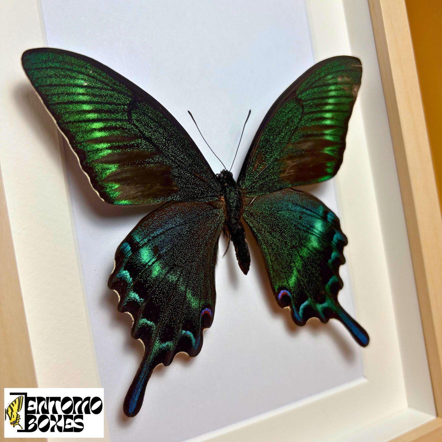 papilio maackii in light wood frame
