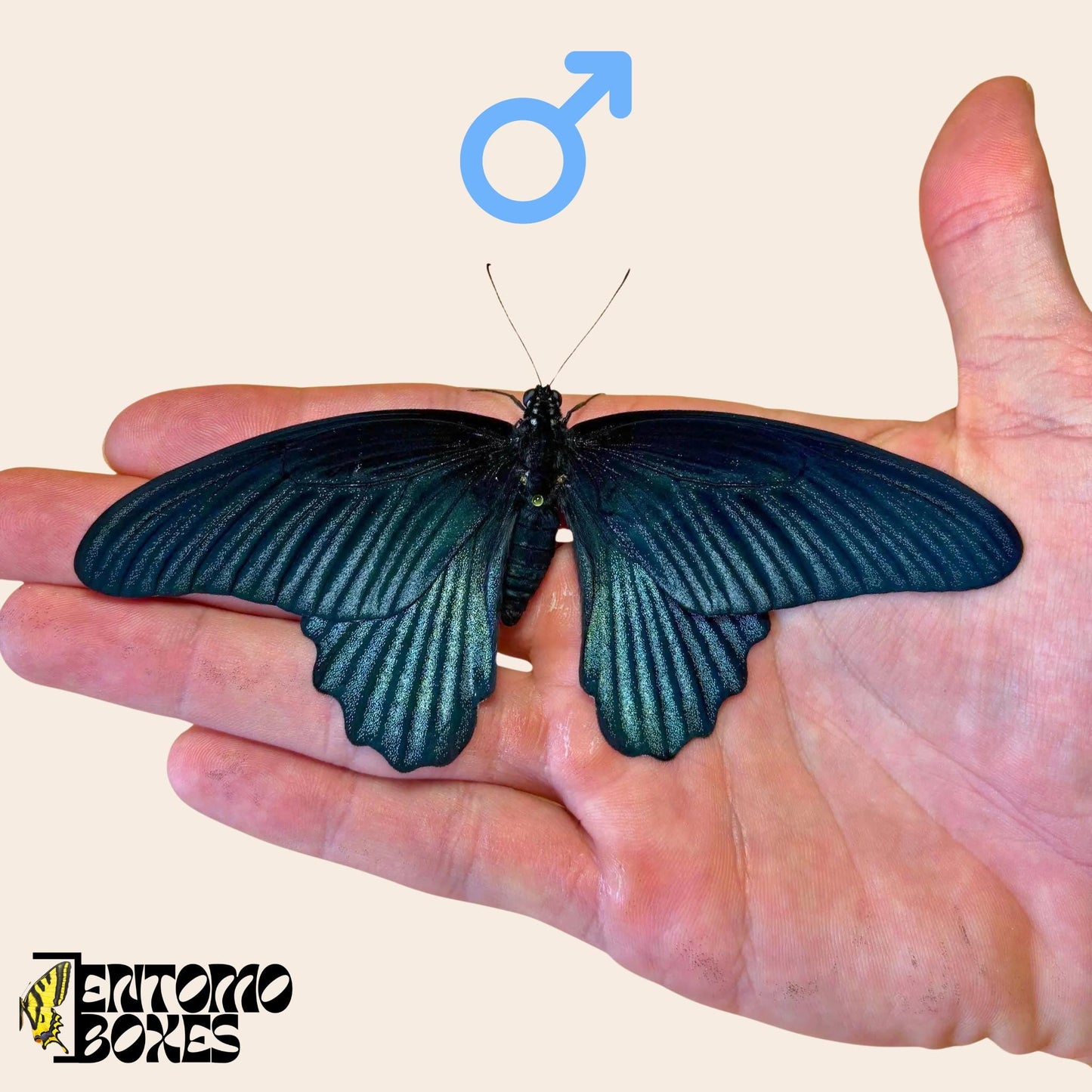 papilio memnon tropical male butterfly on hand