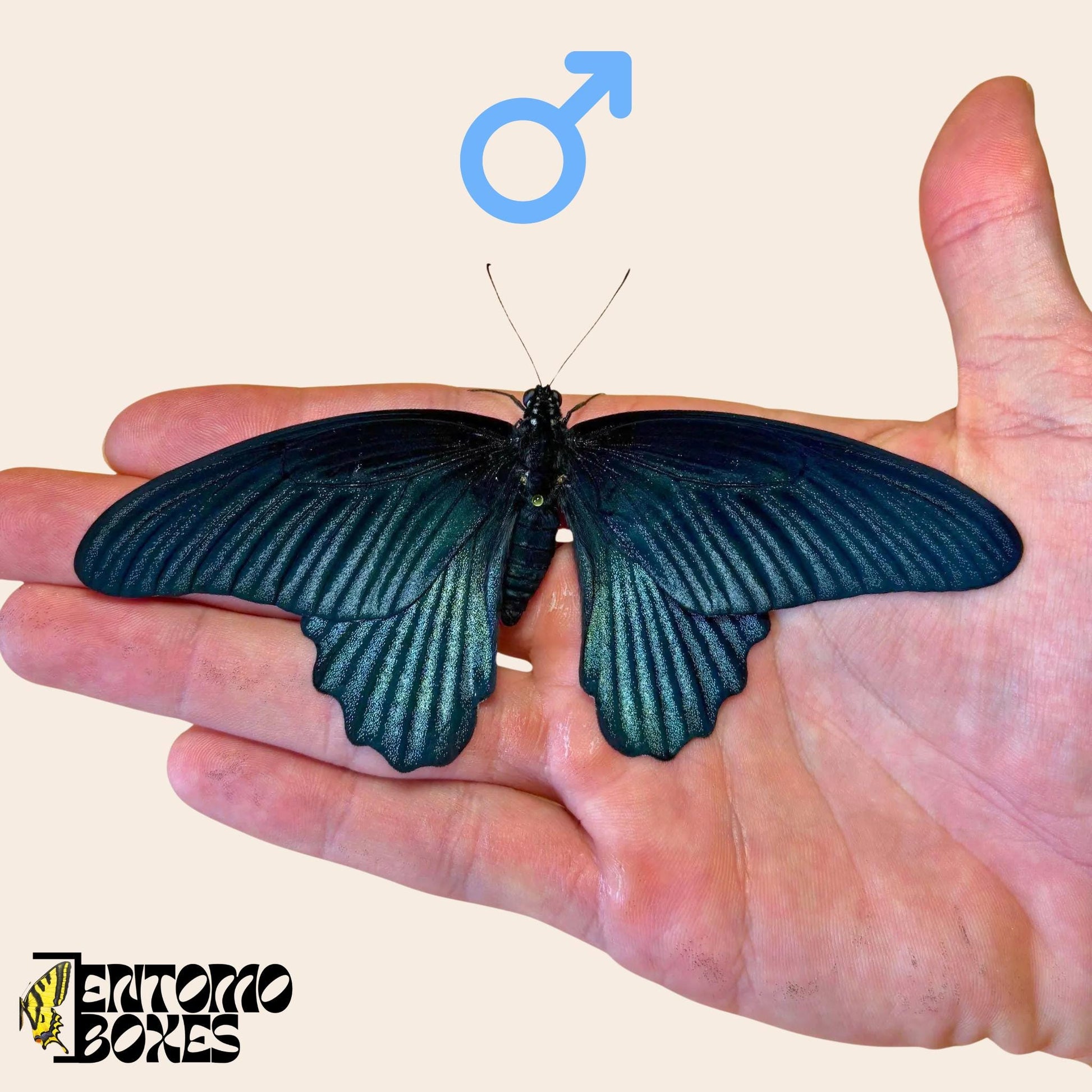 papilio memnon tropical male butterfly on hand